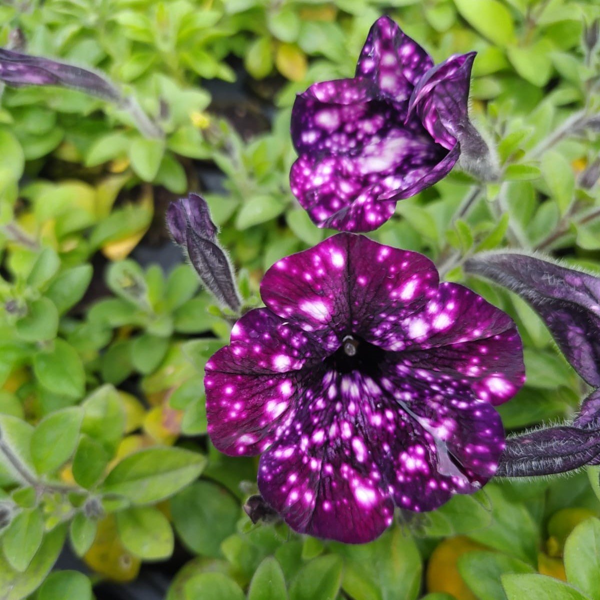 Sürpriz Serisi Sparkling Burgundy Petunya Çiçeği Fidesi (3 Adet)