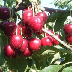 Tüplü Aşılı Geç Çiçeklenen Çok Verimli Noble Kiraz Fidanı