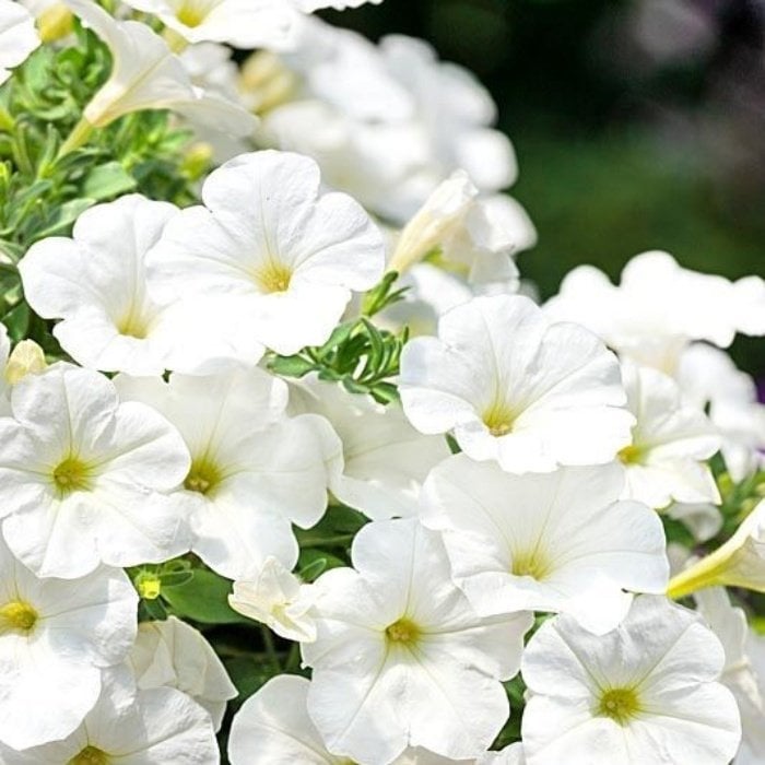 Sweetunia Seri White Petunia Beyaz Petunya Çiçeği Fidesi (3 Adet)
