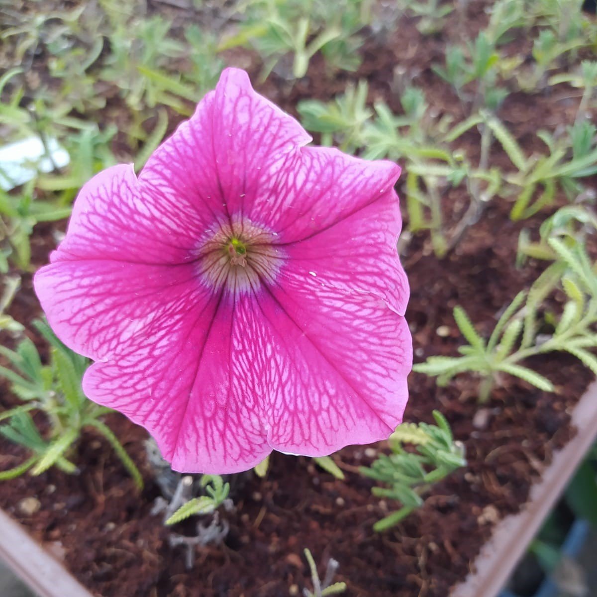 Sweetunia Seri Purple Gem Mor Petunya Çiçeği Fidesi (3 Adet)