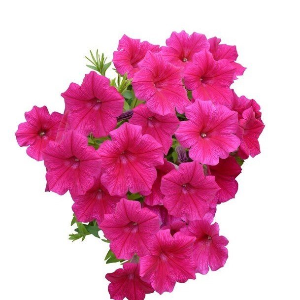 Sweetunia Seri Pinkalicious Pembe Petunya Çiçeği Fidesi (3 Adet)
