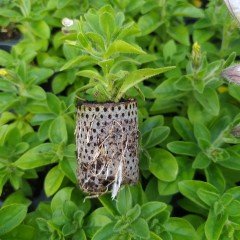 Sweetunia Seri Black Stain Siyah Petunya Çiçeği Fidesi (3 Adet)