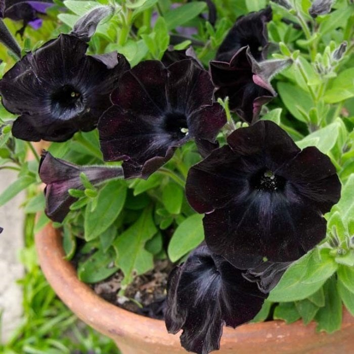 Sweetunia Seri Black Stain Siyah Petunya Çiçeği Fidesi (3 Adet)