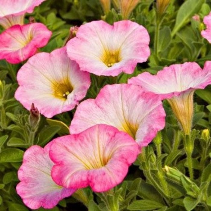 Sweetunia Seri Baby Pink Petunya Çiçeği Fidesi (3 Adet)