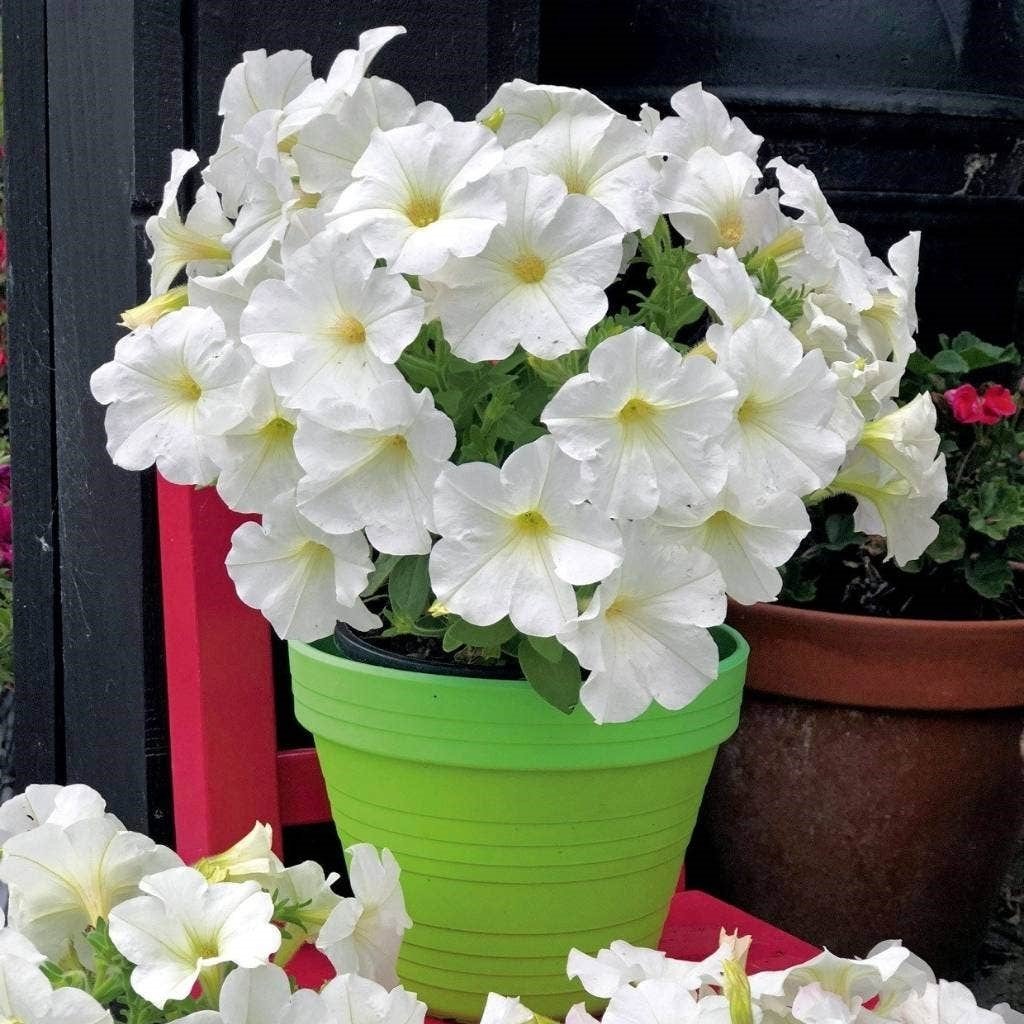 Plus Serisi White Petunia Beyaz Petunya Çiçeği Fidesi (3 Adet)