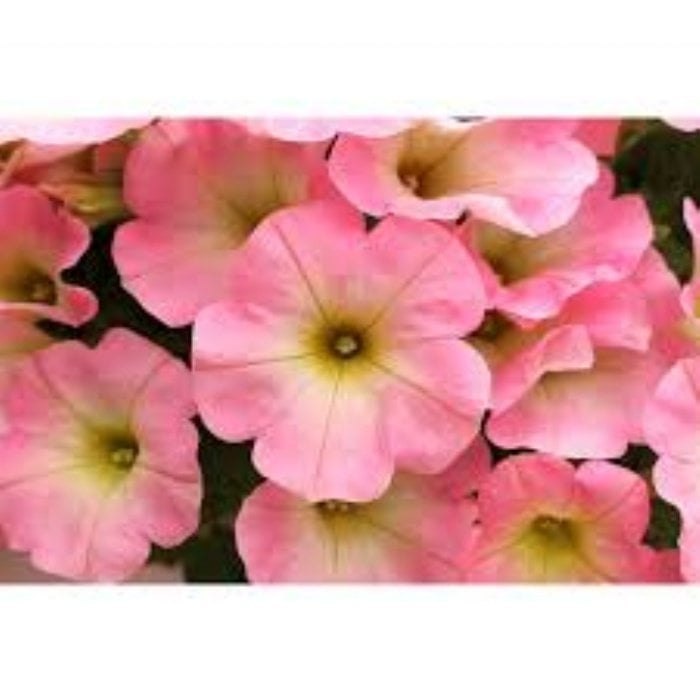 Plus Serisi Pink Petunia Pembe Petunya Çiçeği Fidesi (3 Adet)