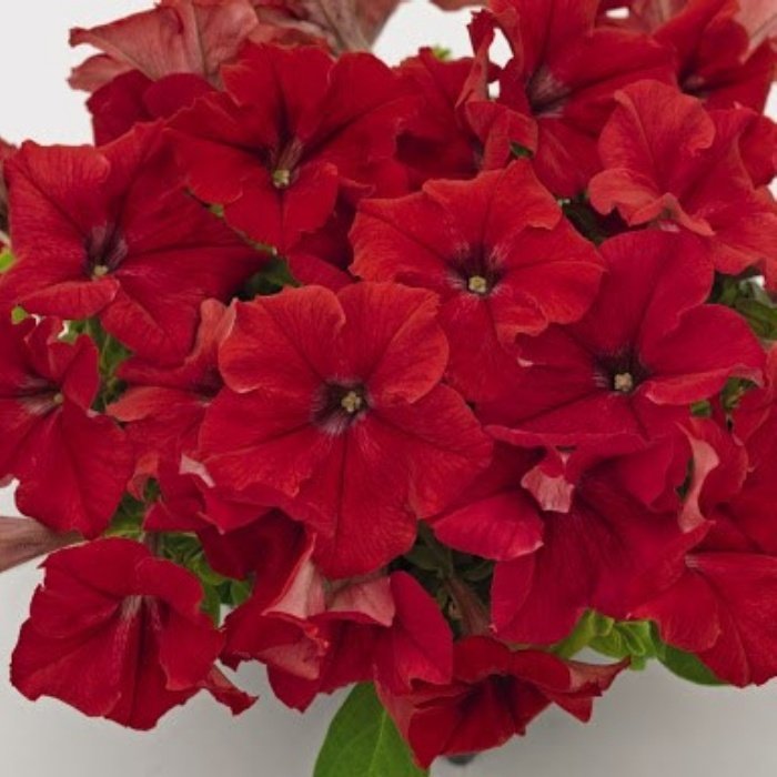 Plus Serisi Red Petunia Kırmızı Petunya Çiçeği Fidesi (3 Adet)