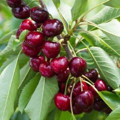 Tüplü Aşılı Aromatik Bol Verimli Noir De Guben Kiraz Fidanı
