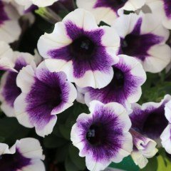 Plus Serisi Purple Halo Petunya Çiçeği Fidesi (3 Adet)