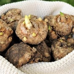 Turuncu Çiçekli Erenemo Lilium Zambak Soğanı (1 Adet)