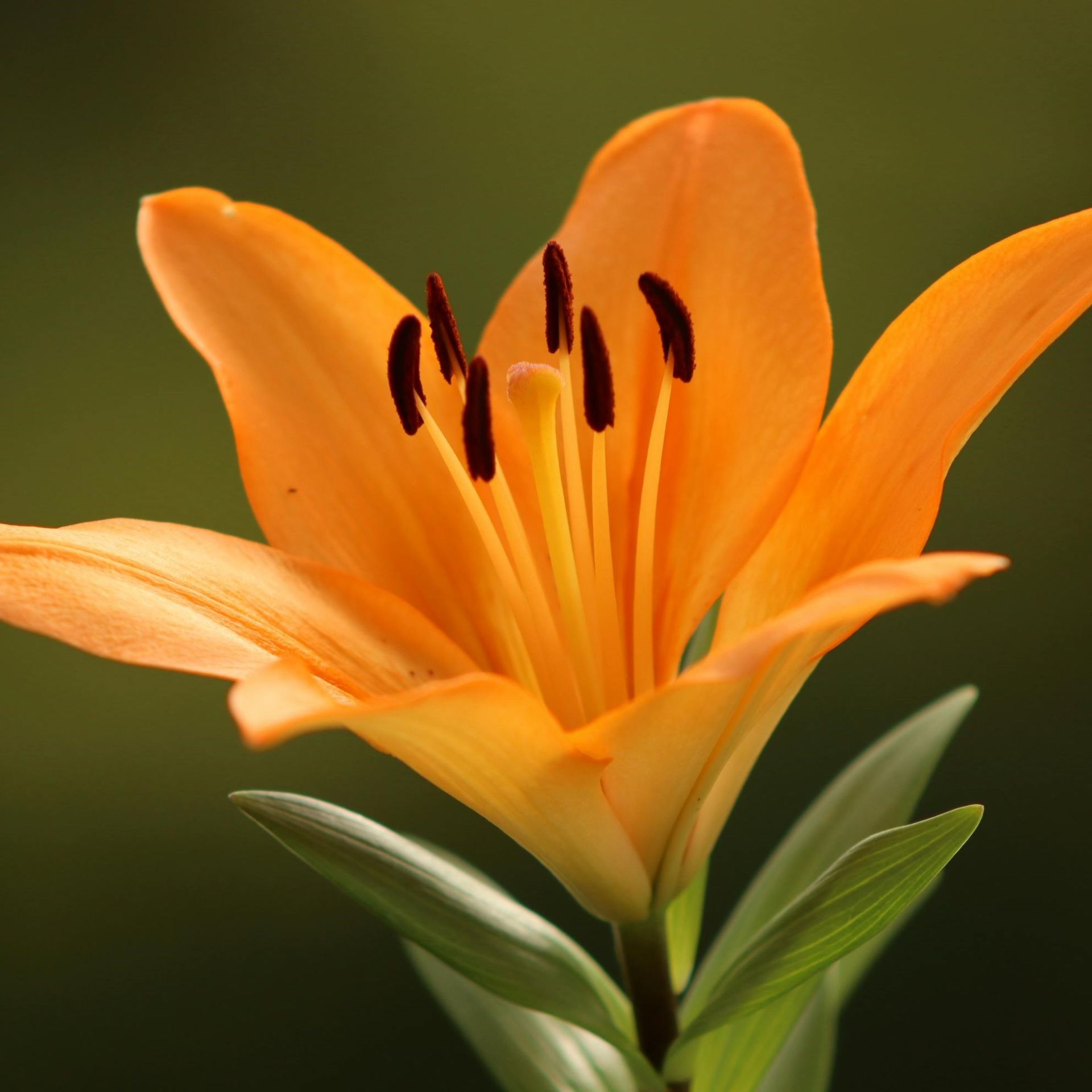 Turuncu Çiçekli Erenemo Lilium Zambak Soğanı (1 Adet)