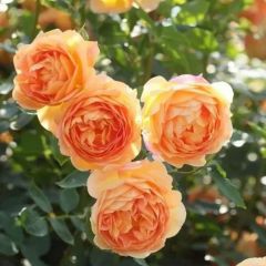 Tüplü Yediveren Kokulu Kayısı Renk Aloha Rose Sarmaşık Gül Fidan