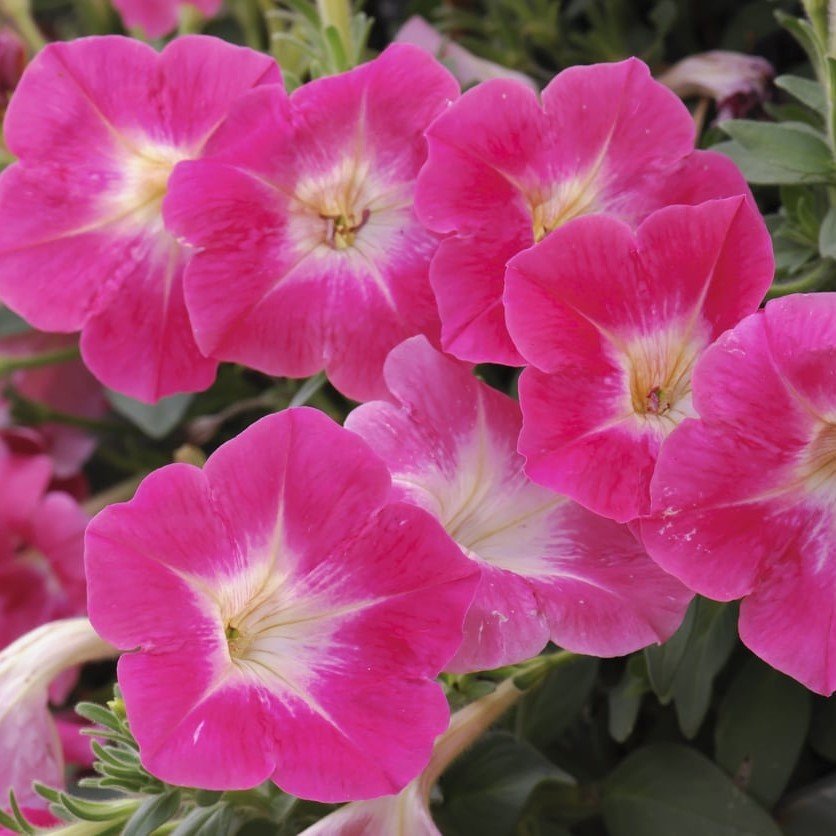 Plus Serisi Hot Pink Petunya Çiçeği Fidesi (3 Adet)