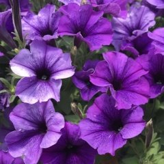 Surprise Serisi Purple Sky Petunya Çiçeği Fidesi (3 Adet)