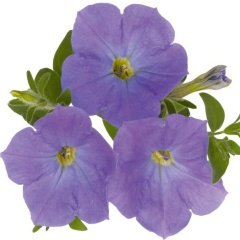 Surprise Serisi Blue Sky Petunya Çiçeği Fidesi (3 Adet)