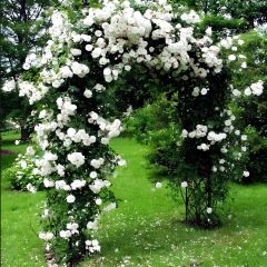 Tüplü Kokulu Yediveren Bride Crown Beyaz Renk Sarmaşık Gül Fidanı(120-200 CM)