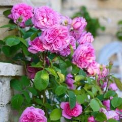 Tüplü Kokulu Pink Quen Pembe Renk Sarmaşık Gül Fidanı
