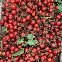 Yüksek Verimli Çeri (Cheery) Domates Fidesi (5 adet)