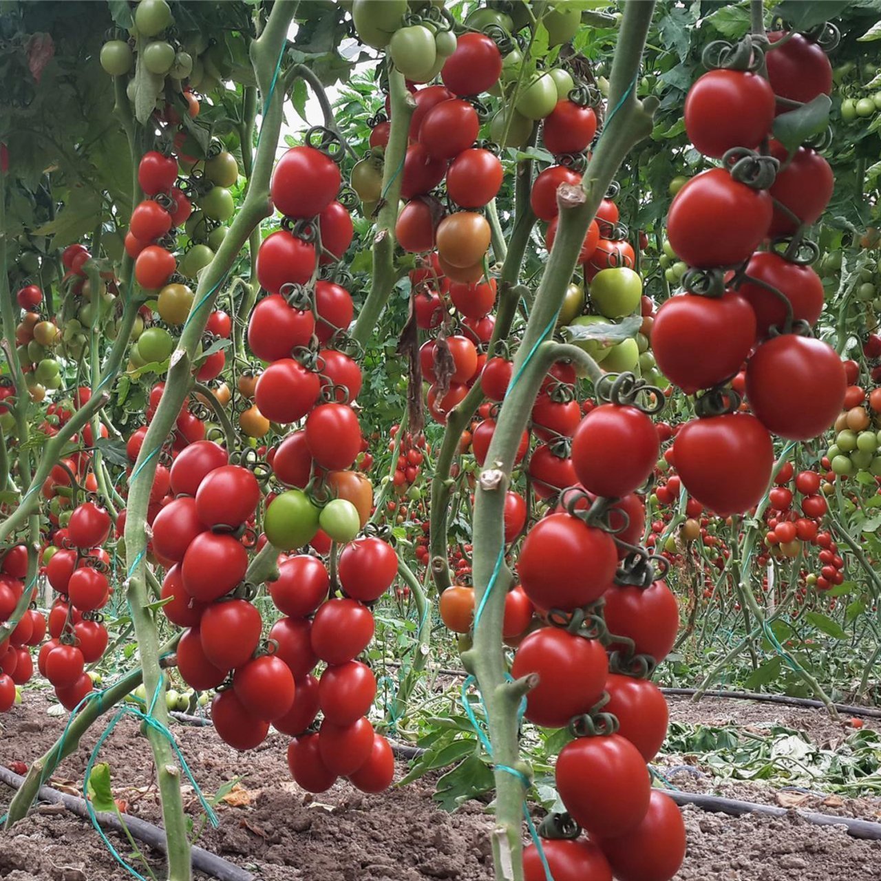 Sırık Kokteyl Domates Fidesi(5 adet)