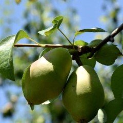 Tüplü Aşılı Yarıbodur Erkenci Aromatik Akça Armut Fidanı