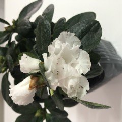Saksılı Beyaz Renkli White Princess Açelya Çiçeği Fidanı