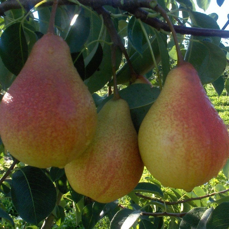 Tüplü Aşılı Yarıbodur Verimli Aromalı Carmen Armut Fidanı