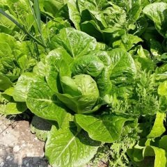Doğal Kasam Yedikule Marul Fidesi (5 adet)