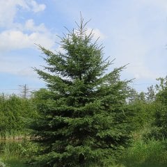 Beyaz Ladin Tohumu White Spruce (10 Tohum)