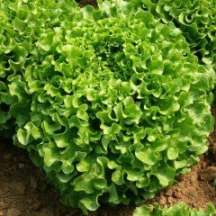 Doğal Arapsaçı Marul Fidesi (5 adet)