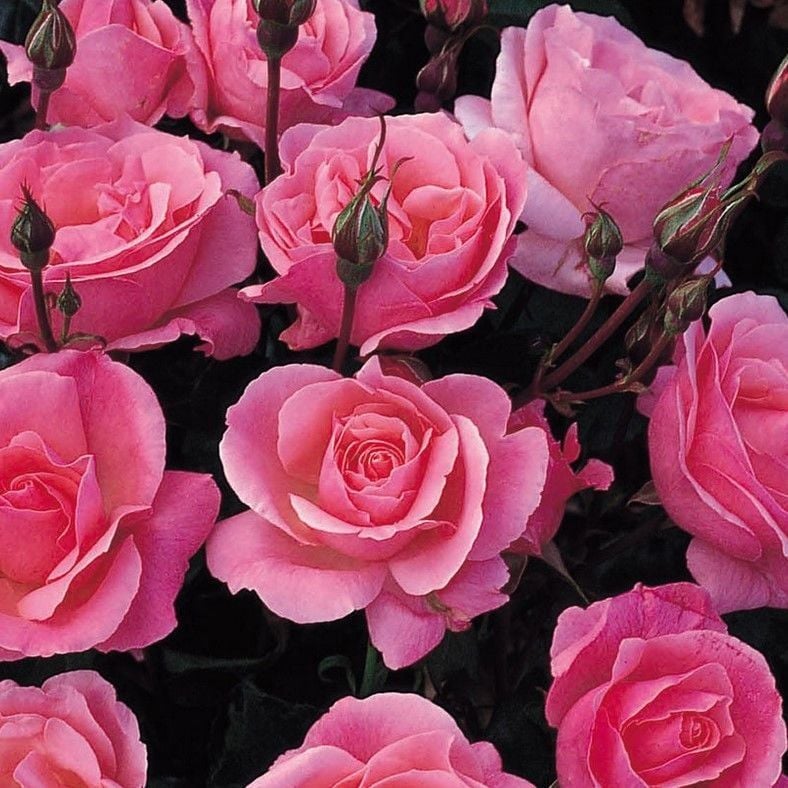 Tüplü Yediveren Soğuklara Dayanıklı Pink Fc Masal Gül Fidanı