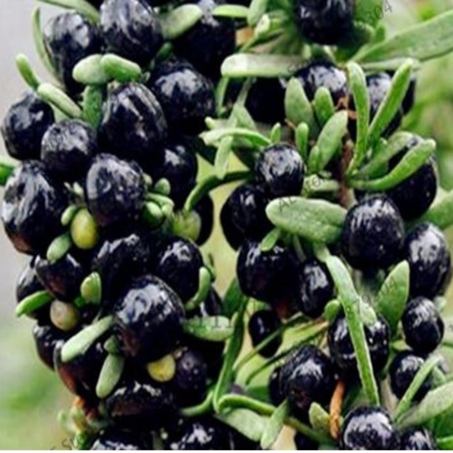 Tüplü Black Naga Siyah Goji Berry Fidanı Meyve Verme Durumunda
