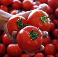 Ayaş Domates Fidesi(5 adet)