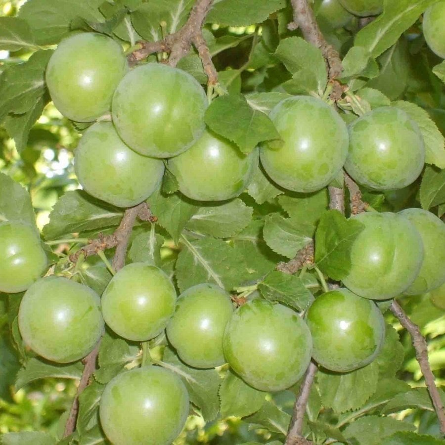 Tüplü Aşılı Yarıbodur Erkenci Verimli Yeşil Cin Erik Fidanı