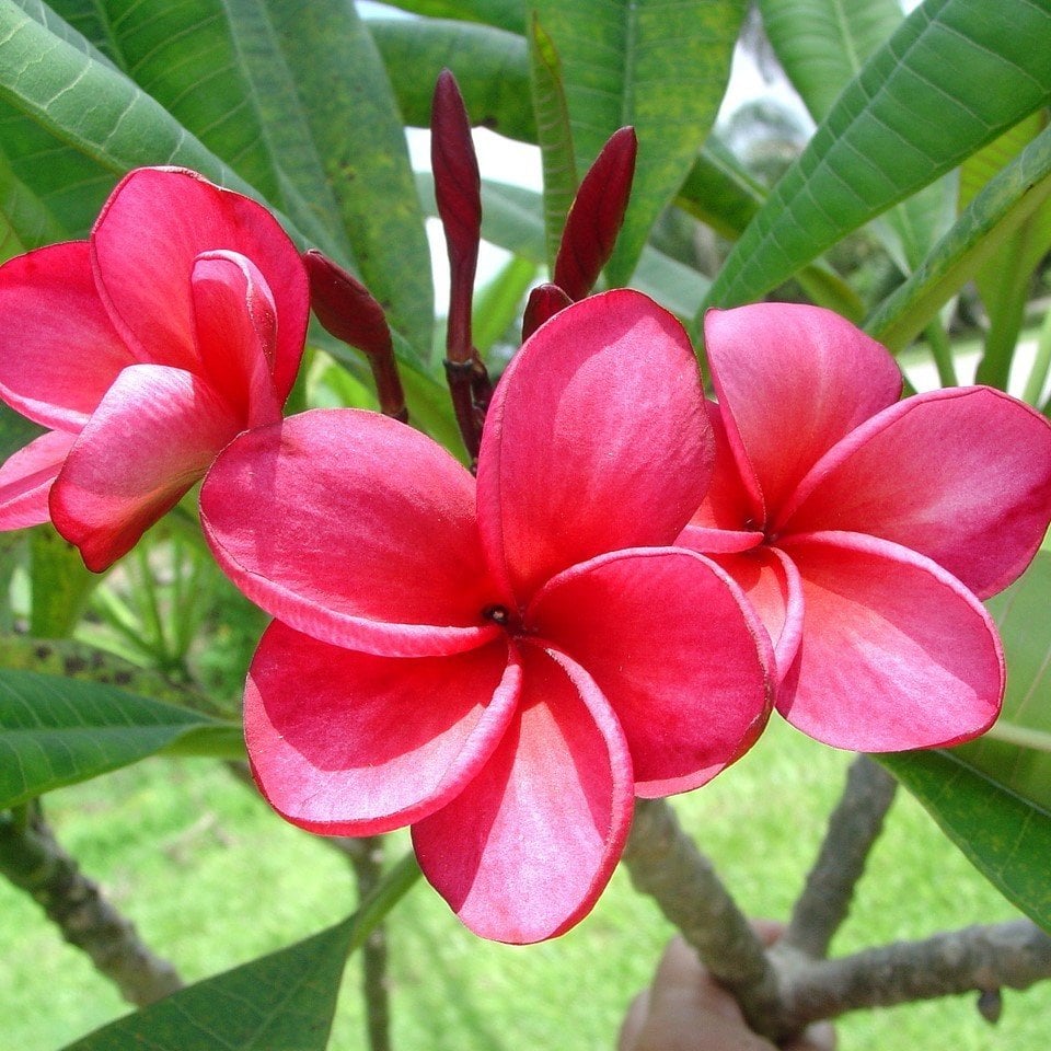 Tüplü Özel Renk Pembe Plumeria Amerikan Fulu Fidanı (90-190cm)