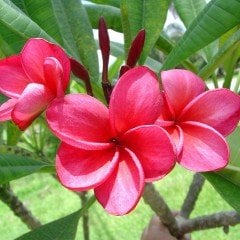 Tüplü Özel Renk Pembe Plumeria Amerikan Fulu Fidanı (90-190cm)