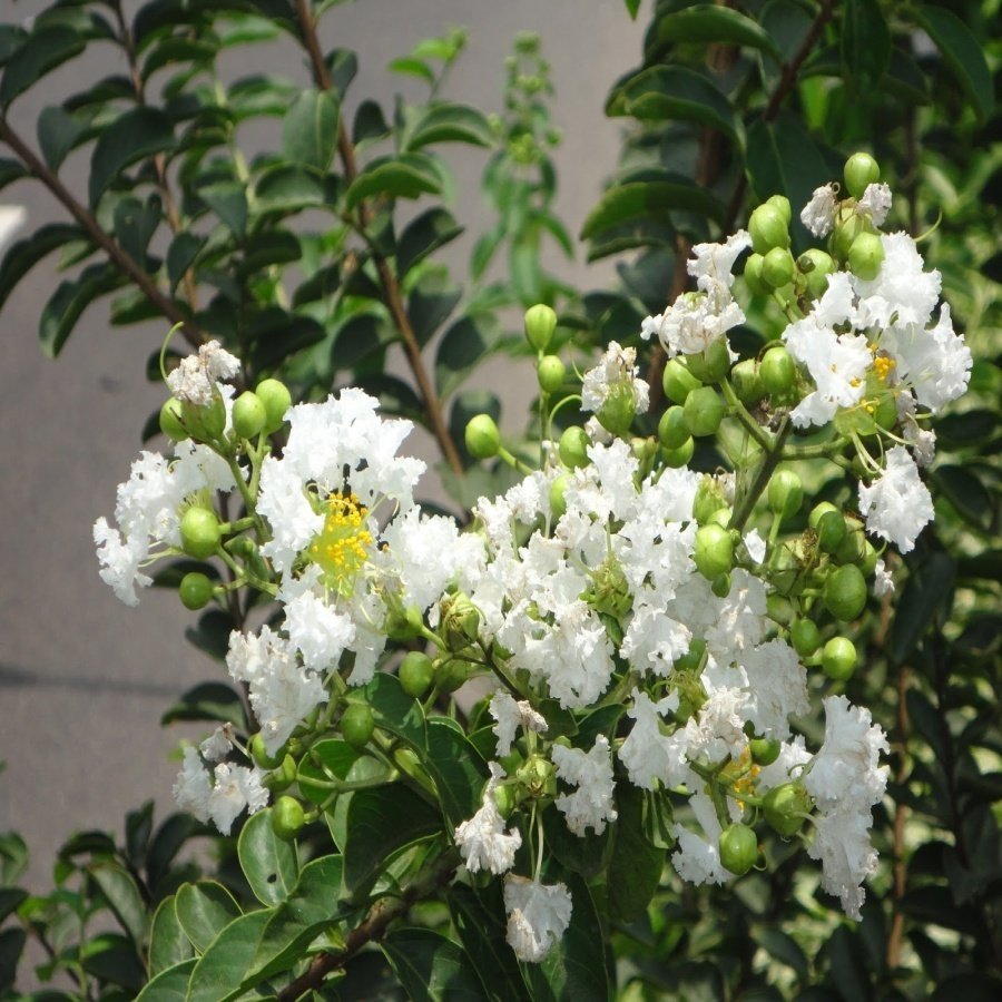 Tüplü Beyaz Çiçekli Oya Ağacı Fidanı 70-120 cm