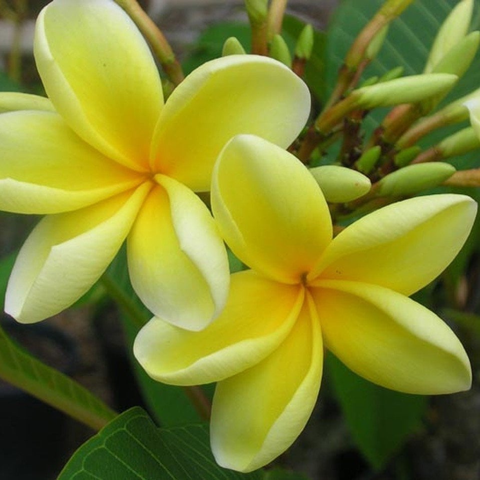 Tüplü Altın Sarısı Plumeria Amerikan Fulu Fidanı (100-200 cm)