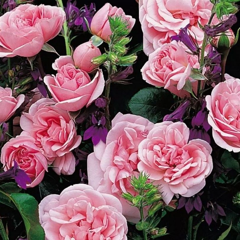 Tüplü Koleksiyonluk Yediveren Home Garden Yer Örtücü Gül Fidanı