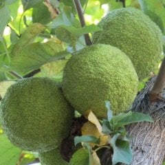 Tüplü Yalancı Portakal (Ayı) Ağacı (Maclura Pomifera) Fidanı