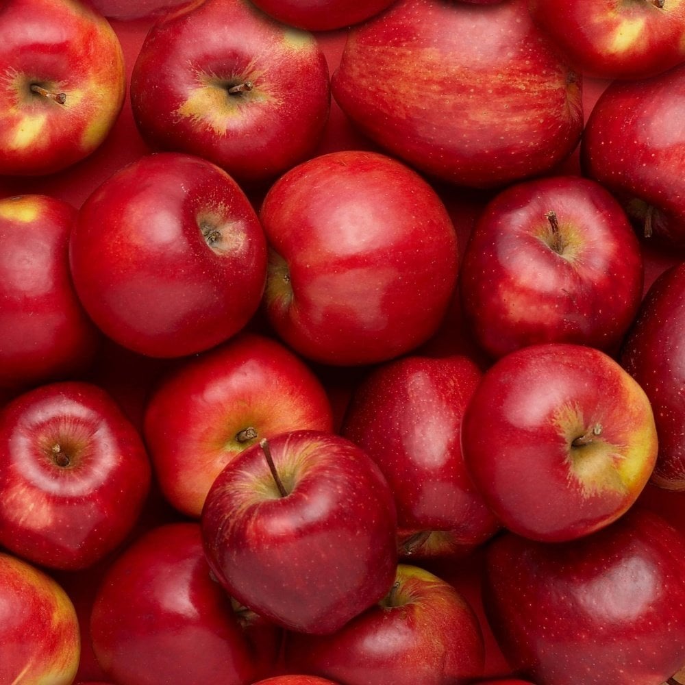 Tüplü Aşılı Tam Bodur Sulu Red Miracle Kırmızı Mucize Elma Fidanı