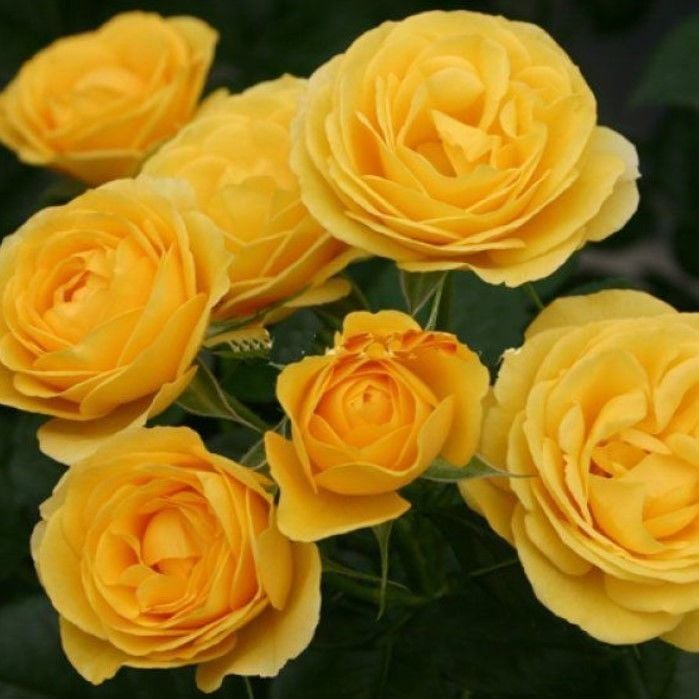 Tüplü Kordes Rosen Katmerli Sunbeam Sarı Renkli Yediveren Gül Fidanı