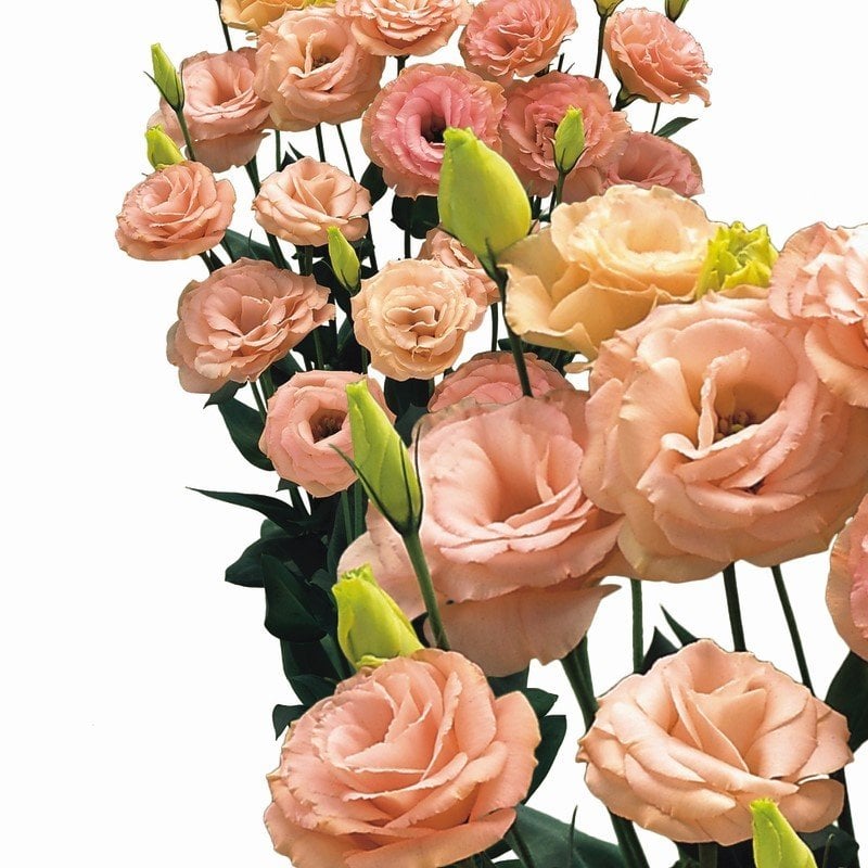 Katmerli Kayısı Renk Lisianthus Çiçeği Fidesi Apricot  (5 Adet)