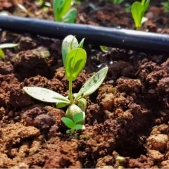 Katmerli Beyaz Renk Lisianthus Çiçeği Fidesi All White (5 Adet)