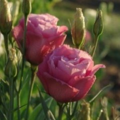 Katmerli Kırmızı Lisianthus Çiçeği Fidesi Cherry Sorbet (5 Adet)