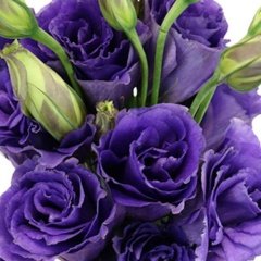 Katmerli Mor Lisianthus Çiçeği Fidesi Advantage Purple (5 Adet)