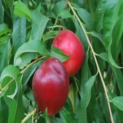 Tüplü Aşılı Yarı Bodur Caldesi Nektarin Fidanı