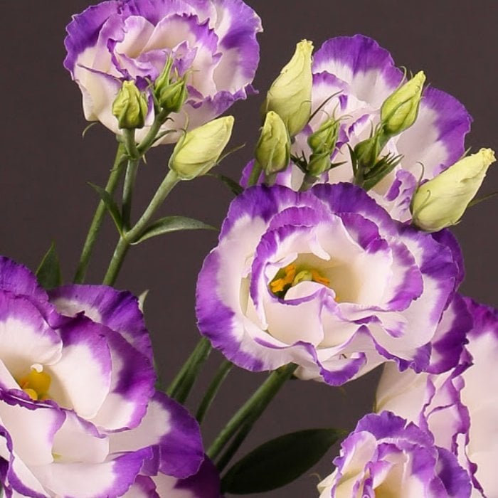 Katmerli Mavi Renkli Lisianthus Çiçeği Fidesi Blue Picot (5 Adet)