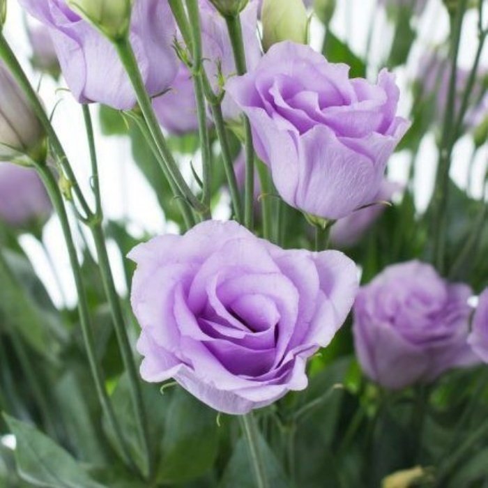 Katmerli Lavanta Renkli Lisianthus Çiçeği Fidesi Lavender(5 Adet)