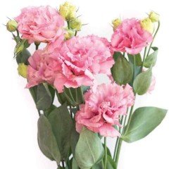 Katmerli Pembe Renk Lisianthus Çiçeği Fidesi Clear Pink (5 Adet)