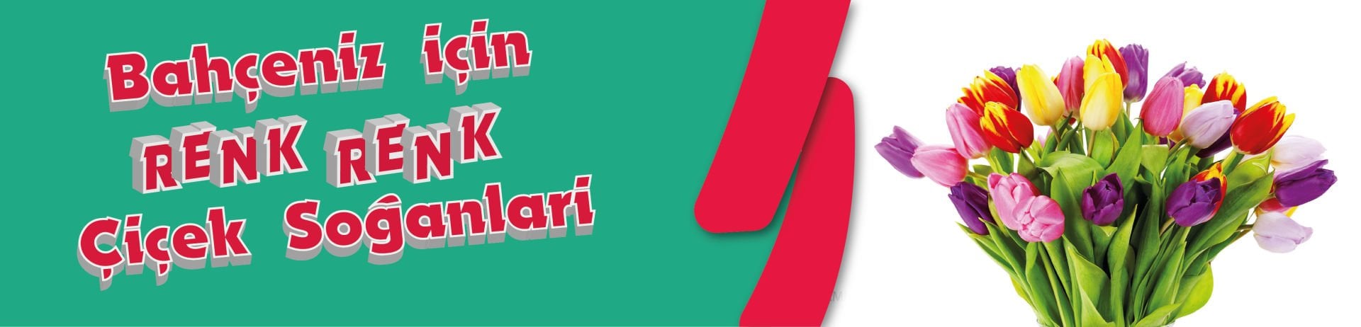 çiçek soğanları